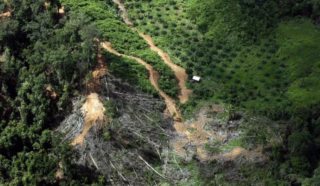 2020年东京奥运会使用马来西亚和印尼雨林木材引(图2) 2020年东京奥运会使用马来西亚和印尼雨林木材引(图2)